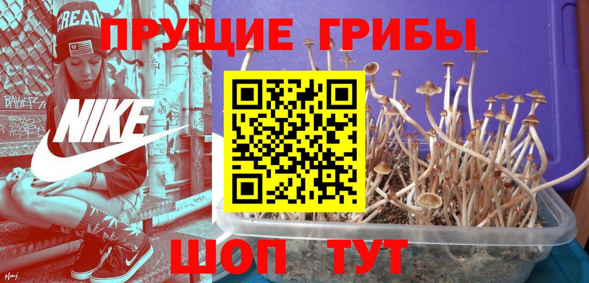 закладка  Псилоцибиновые грибы ЛСД  Вход с VPN  Урюпинск 